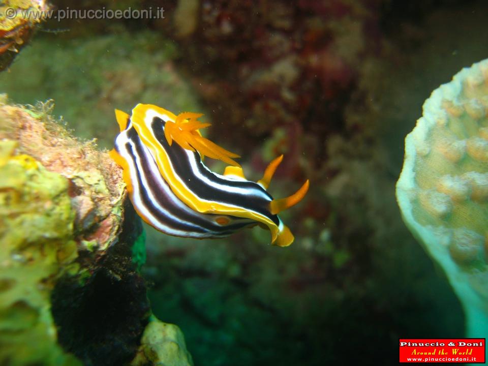 Djibouti - Diving a Djibouti - 32.jpg